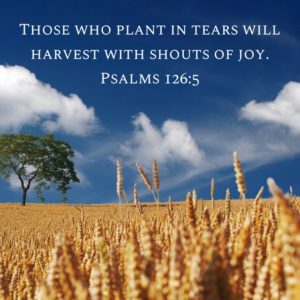 Read more about the article Hot Tears become Harvest Joy