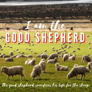 Read more about the article Sacrificing our lives for our “sheep” is living like Jesus.